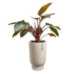 amber grail high 47cm balanced beige